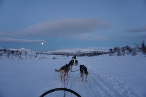 Dog Sledding in Norway